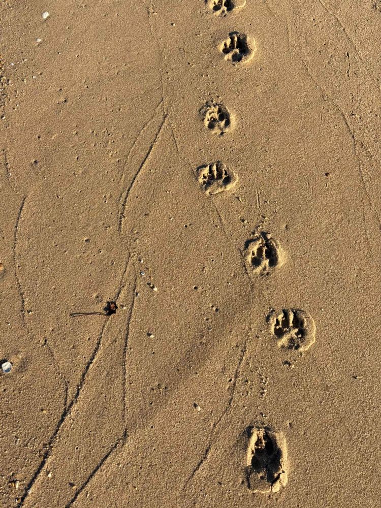 Dog paw prints in the sand.