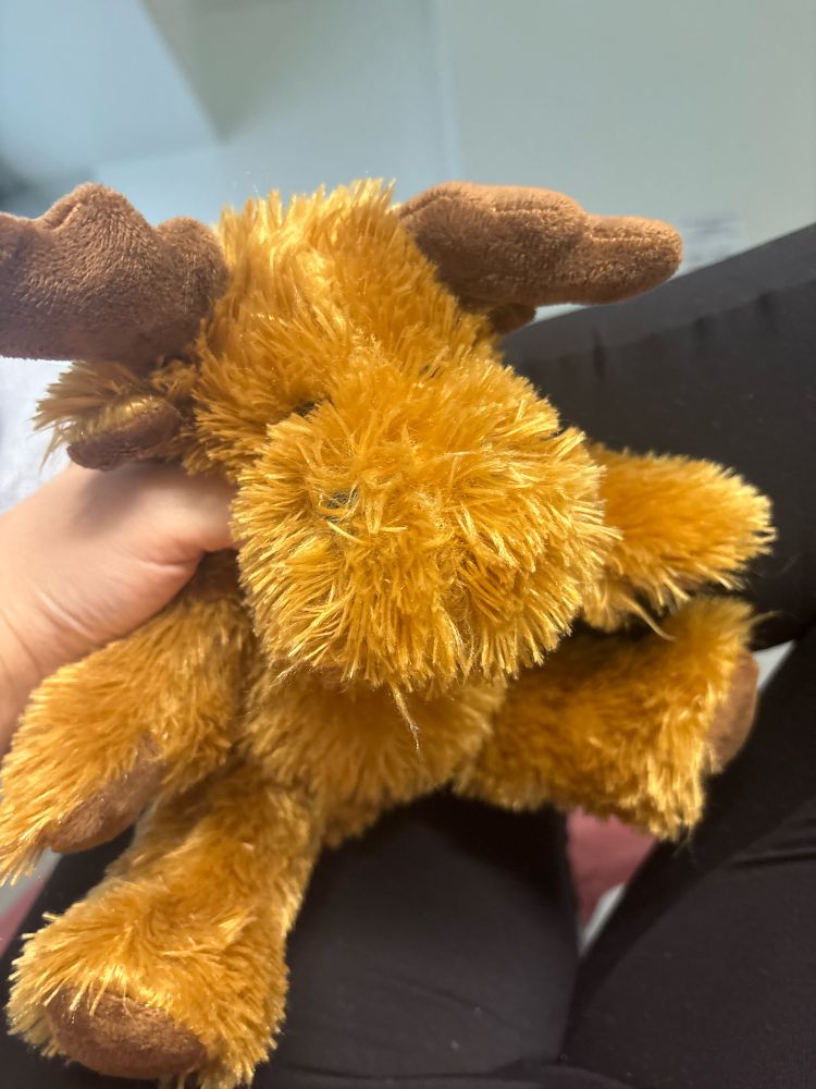 Photo of disheveled brown moose plushie on woman’s lap. 