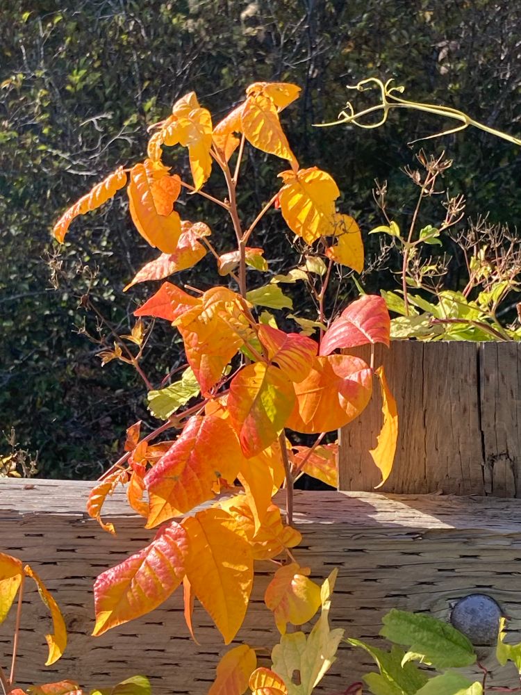 Poison Ivy in autumn 