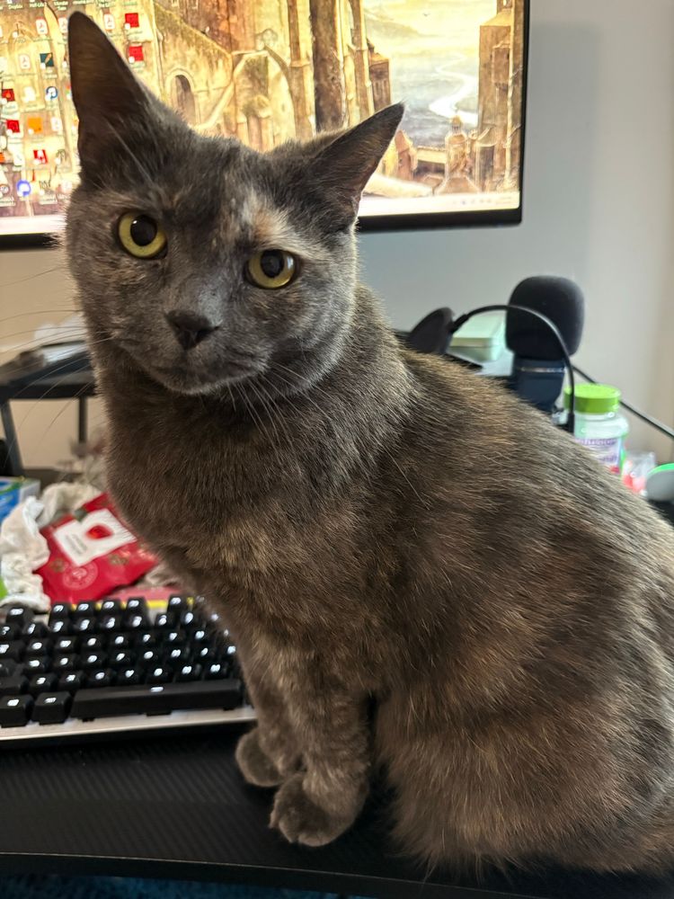 A photo of Ginny, my perfect cat. 