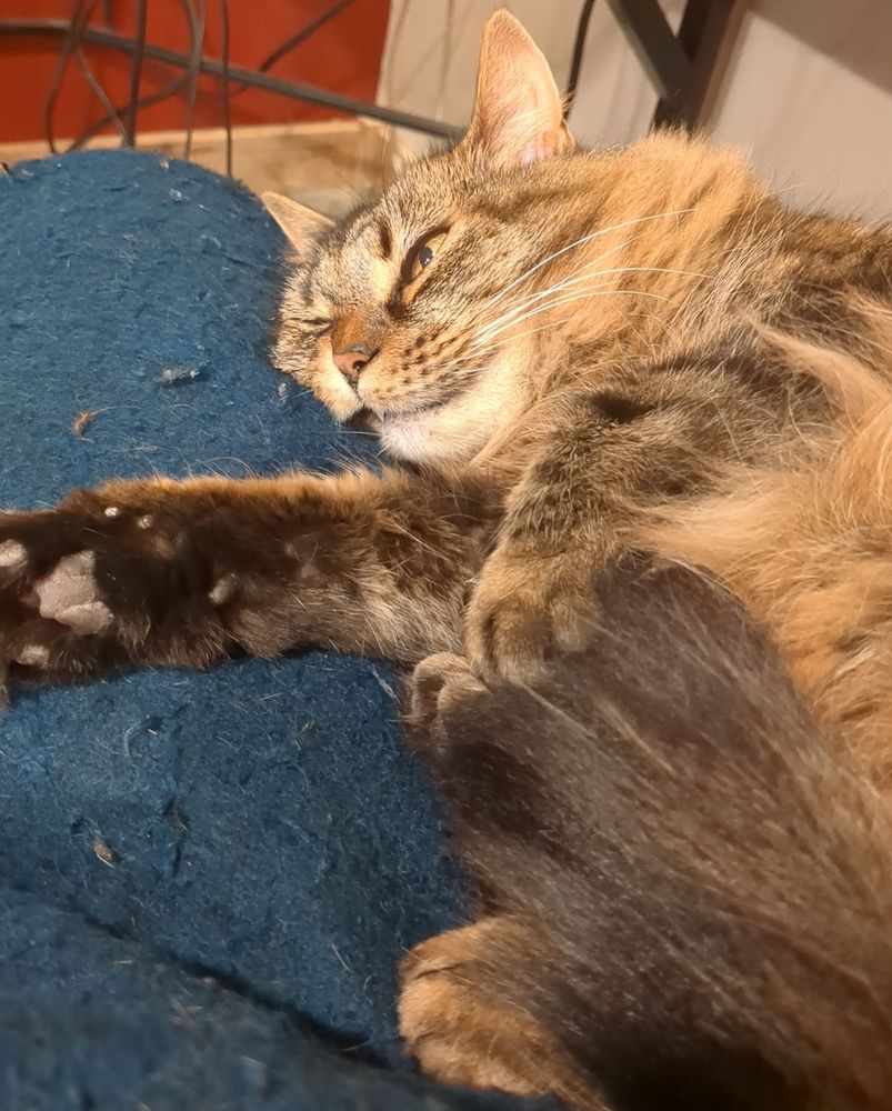 Ginger Cat conked out with a little bit of toof hangin out of her mouth 