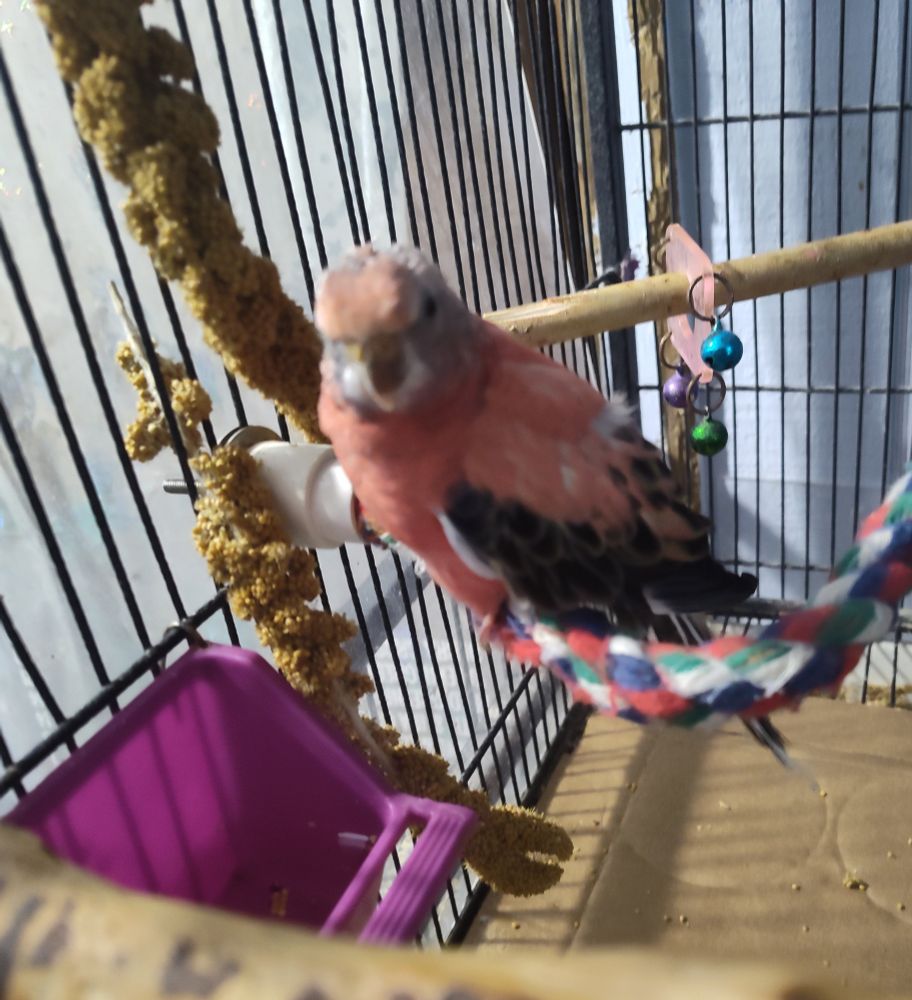 Rupret is a rosey Bourke parakeet, 26years old. He is sitting on his rope perch. 