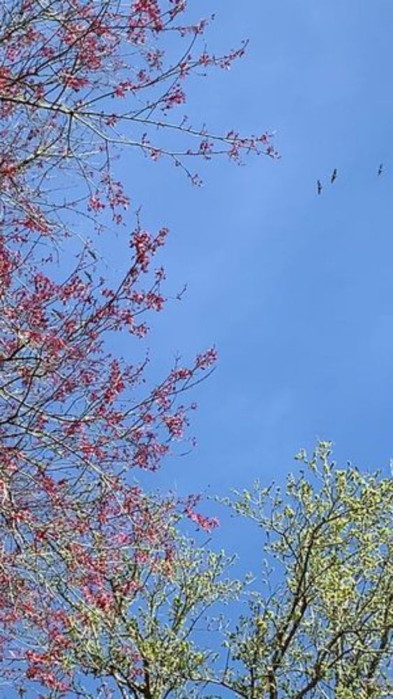 The sandhill cranes are telling us that winter in FL is over!  I love...