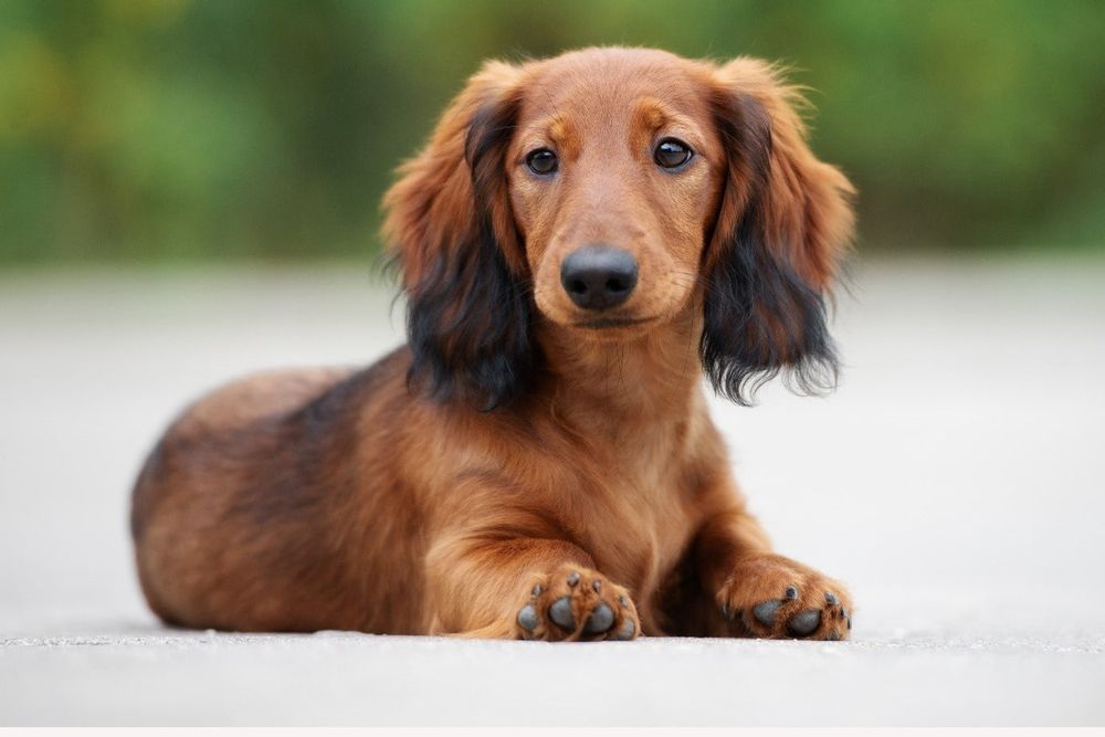 a pretty brown dachshund lying down relaxed, looking into the camera