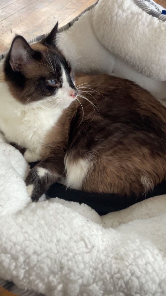 Baru, my giant ragdoll cat (he had a dad bod), enjoying his new fluffy cat bed. He looks like he’s smiling. 