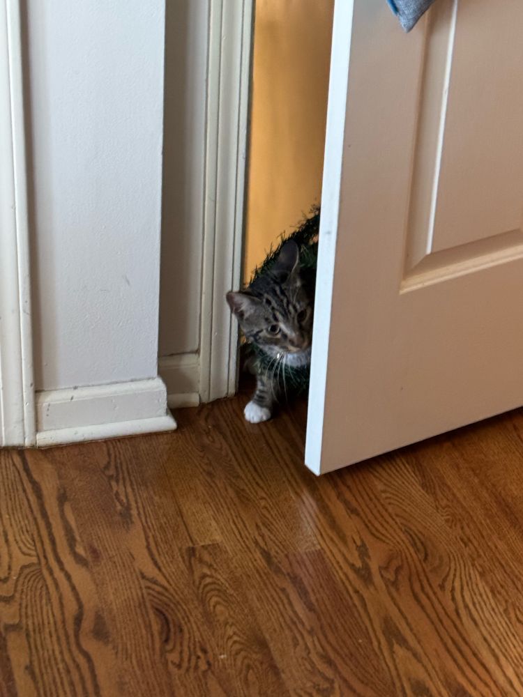 A black, tan, and white tabby cat peeking through a door left ajar. There is Christmas garland visible, wrapped around the cat's torso.