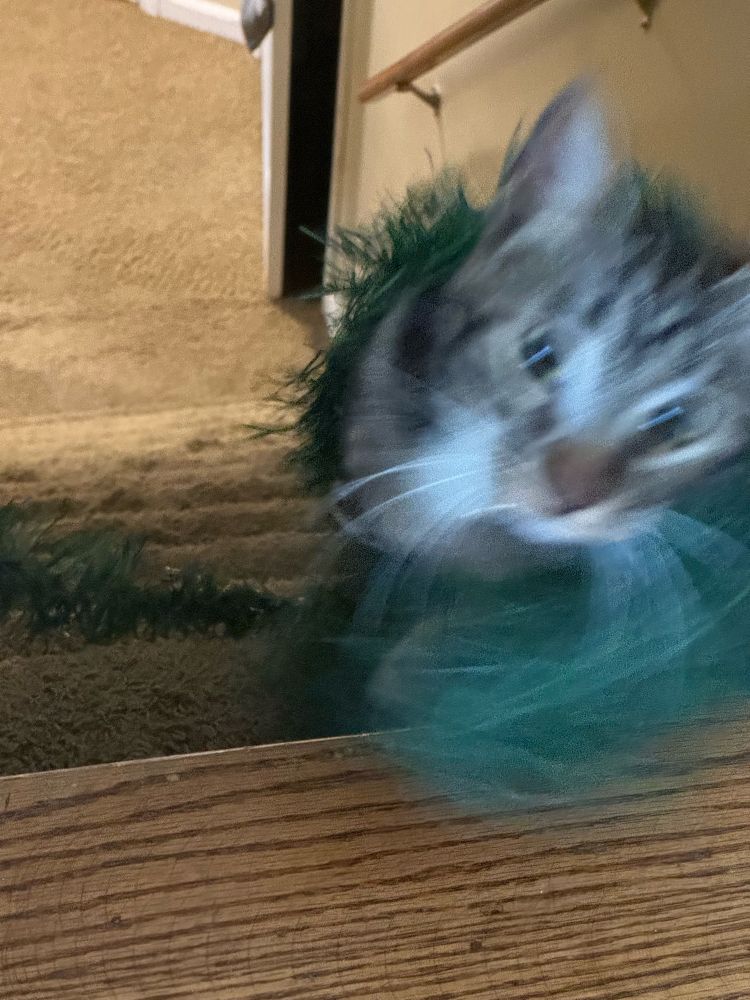 A black, tan, and white tabby cat at the top of stairs leading down. There is Christmas garland wrapped around the cat's torso. The cat is blurry due to sudden movement.