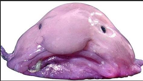 A blobfish. It seems sad.
