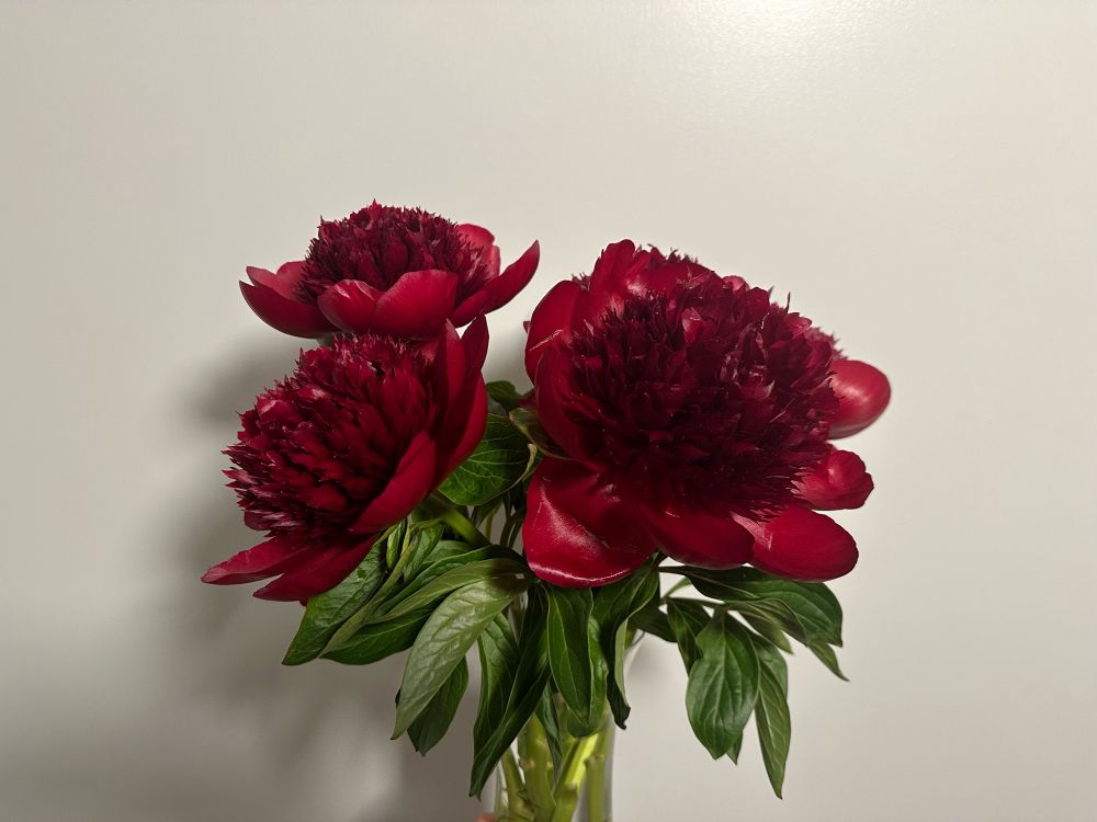 Red peony flowers in full bloom in a vase