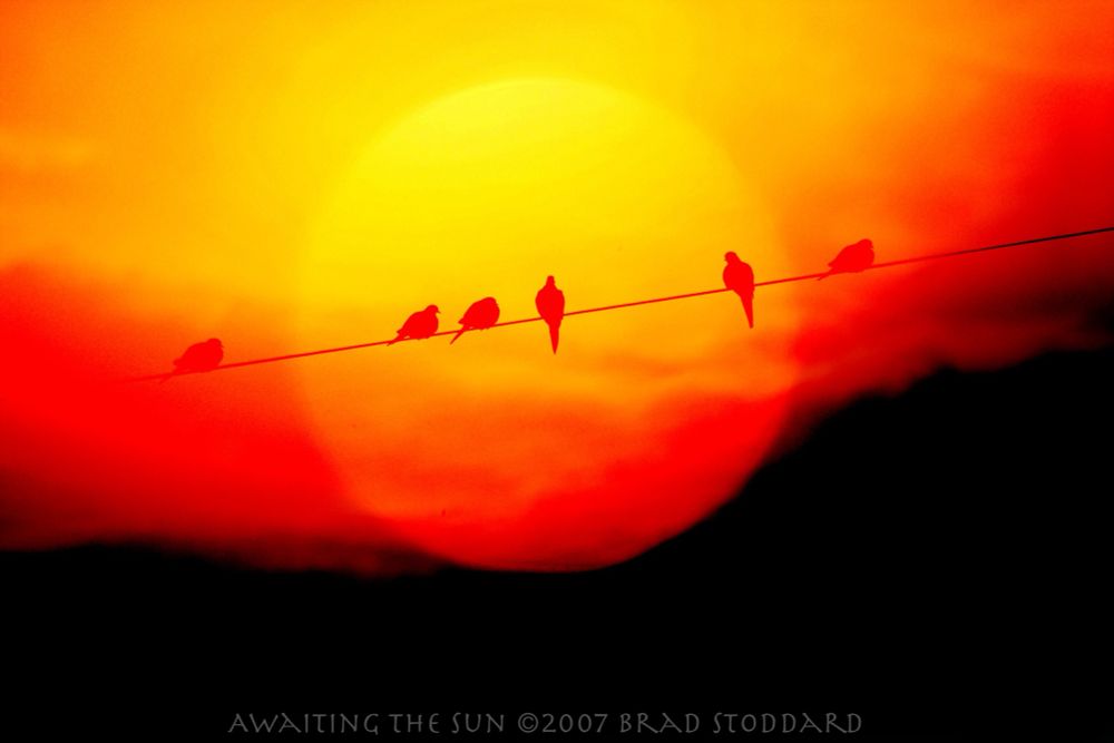 “Awaiting the sun” mourning doves on wire. 