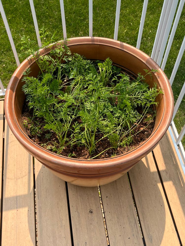 A picture of a pot on my deck with carrots growing inside of it. There is a white gate on the side of the deck to prevent anybody from falling down. 