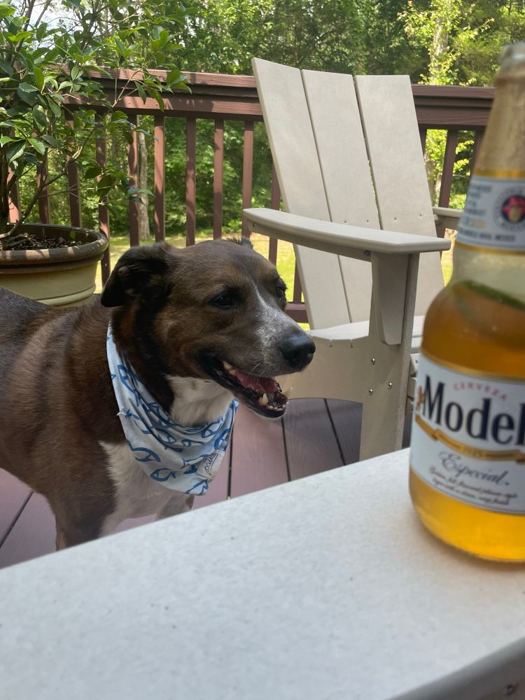 Dog named Murph excited by a bottle of Modelo