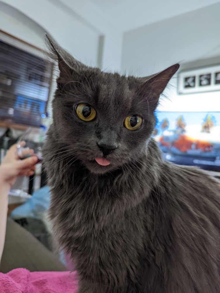 My fluffy grey cat Thalia going blep and not being a giant derp at all 😛