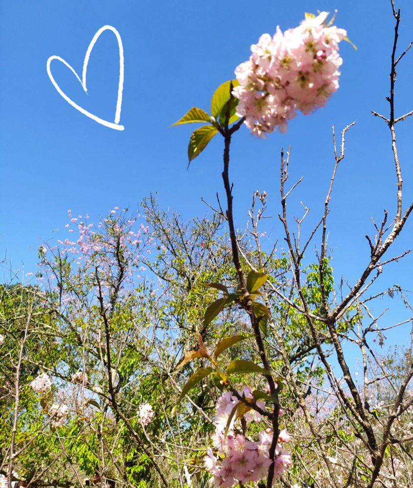 A bright day, blue sky at the background, a white heart drawing and a unfocused photo of Sakura trees