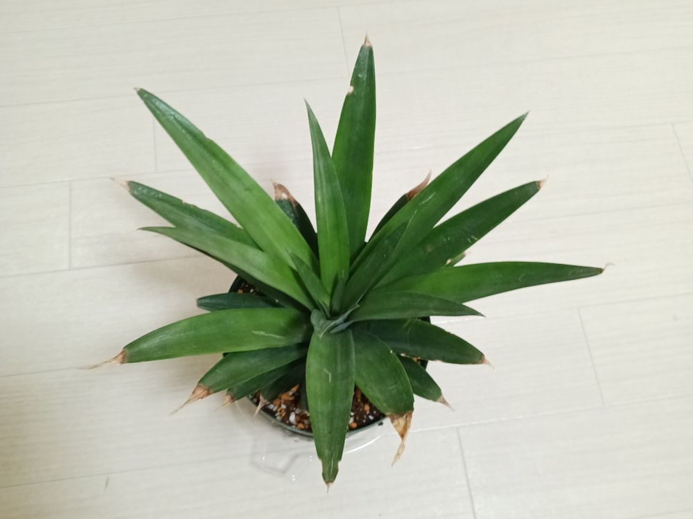 ひと月前のパイナップル