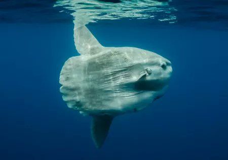 A sun fish. It looks like a round flat plate with two large fins, one of the top and one on the bottom. There is no tail, so it looks like the body ends very abruptly