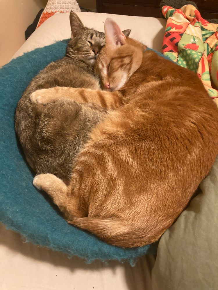 Gadget (brown tabby) and CC (orange tabby)- two kitties snuggling. Though it’s more that CC is flopping on top of and hugging Gadget.