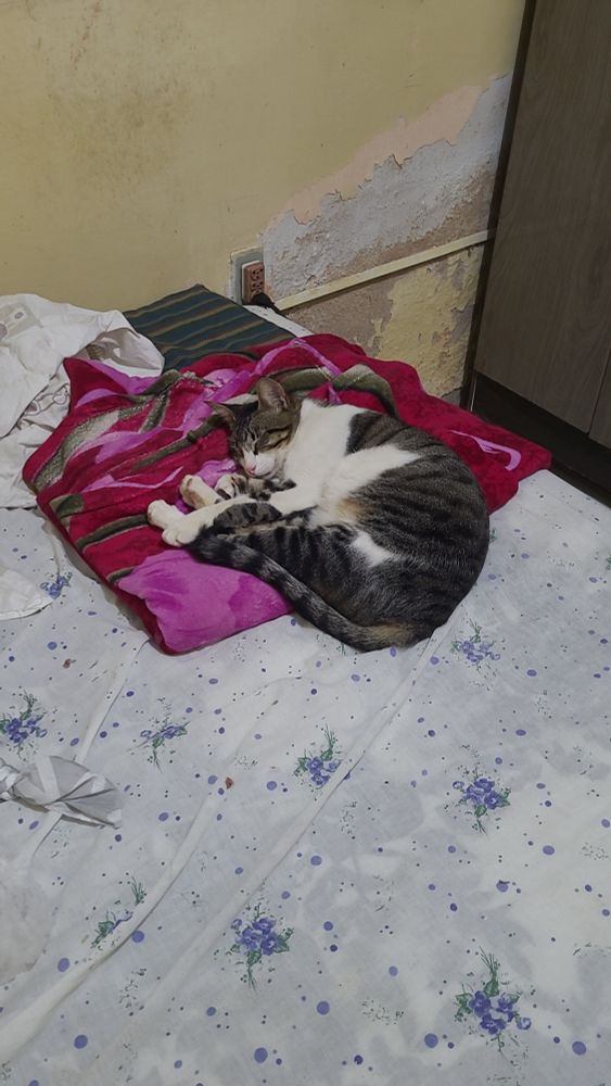 O gato cinza é preto mesclado deitado em cima de um cobertor rosa escuro com flore dobrado em cima de uma cama