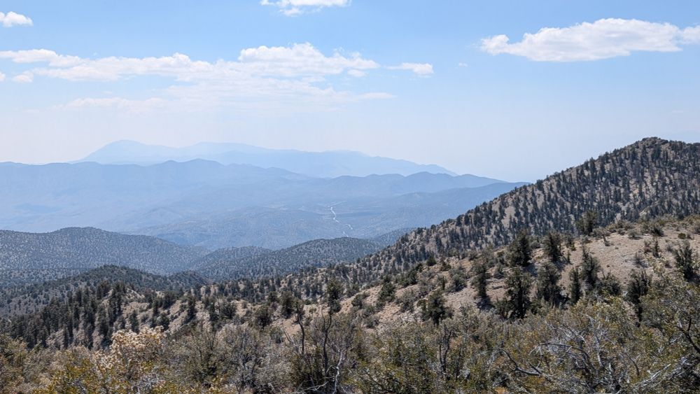 Bristlecone pines 