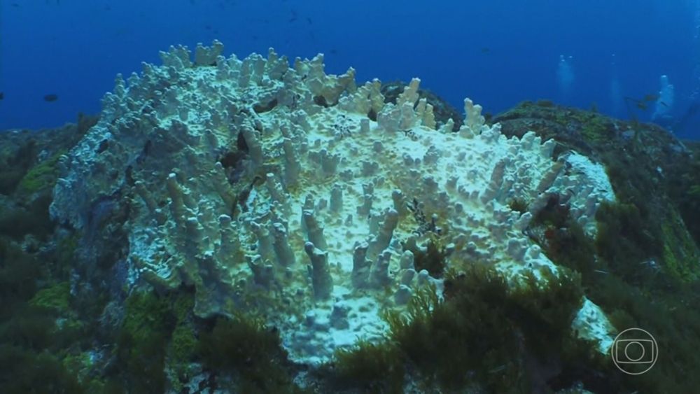 Corais da maior unidade de conservação marinha do Brasil estão em risco, alertam ambientalistas