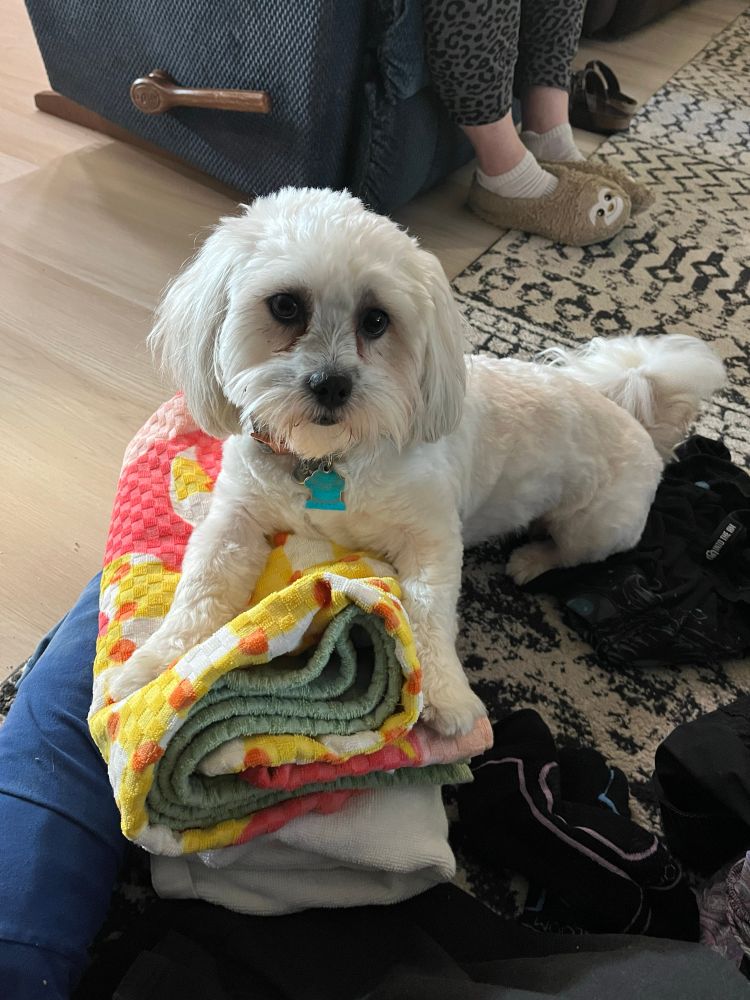 White fluffy bichon dog on a pile of clothes and towels. 