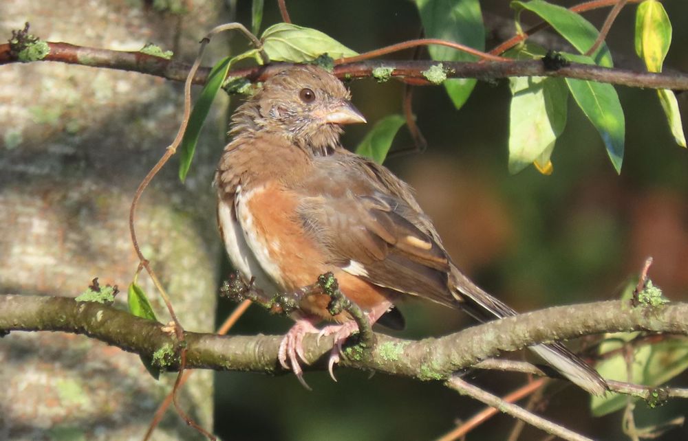 Female eastern towhee