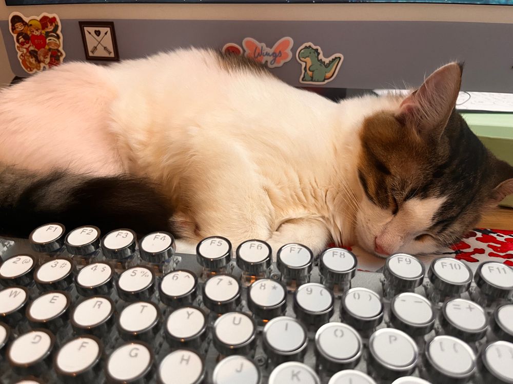 A mainly white, tricolour cat asleep between a keyboard and computer monitor 