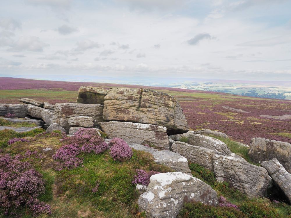 Open moorland with heather in flower. Grey, lichen-covered rocks fill the foreground.