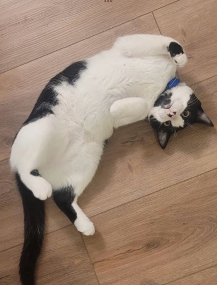 Tuxedo cat on his back gazing up at the camera