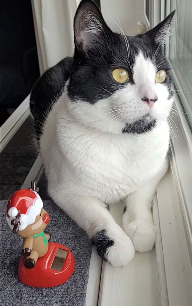 Male black and white cat looking out the window