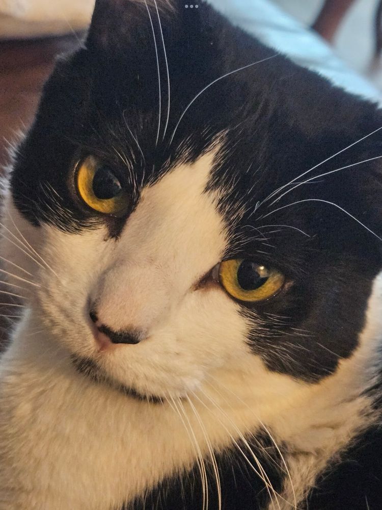 Male black and white cat looking at the camera