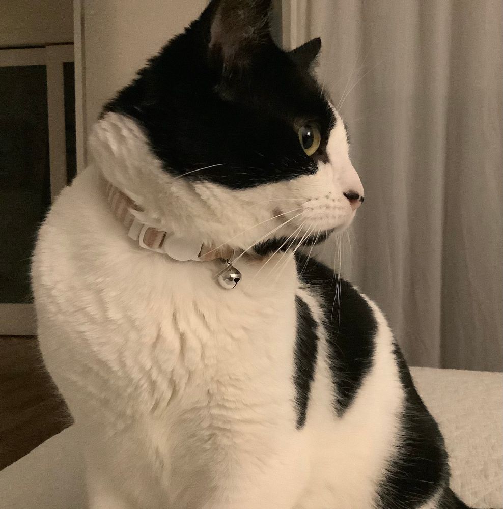 Male black and white cat sitting sideways