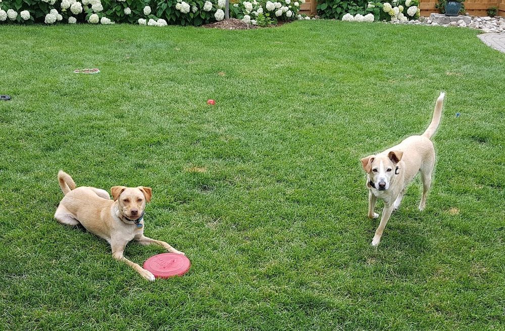 Two female potcake dogs gearing up to play