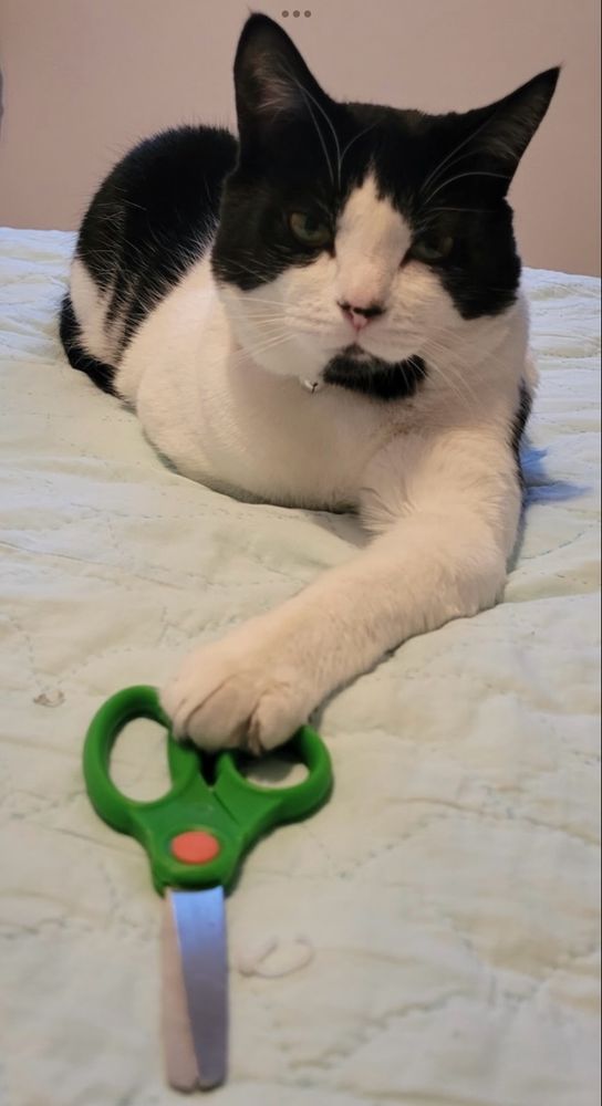 Malr tuxedo cat in repose with one paw on a pair of safety scissors