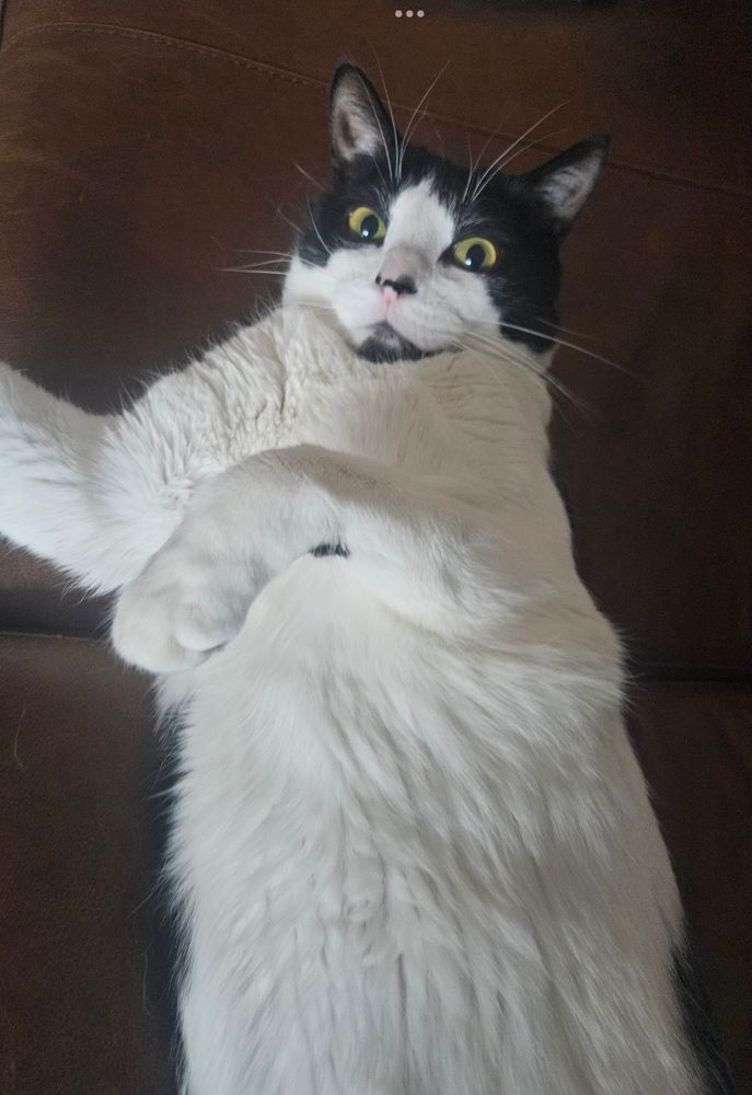 Male black and white cat lying on his back on a couch/sofa/chesterfield