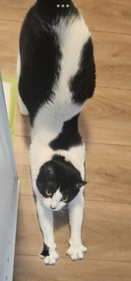 Male tuxedo cat stretching out on the floor