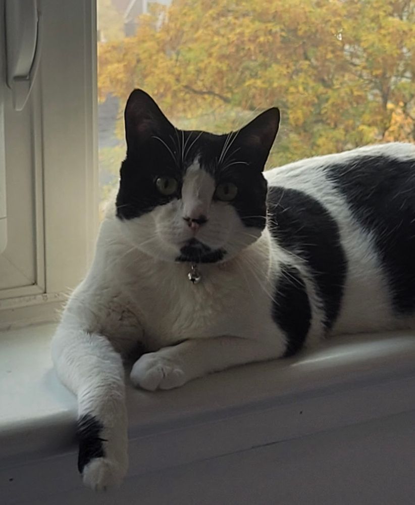 Male tuxedo cat sitting near the
window