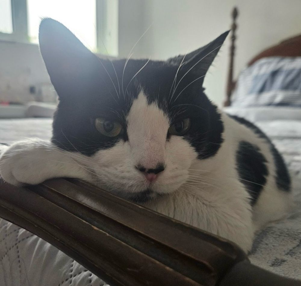 Male tuxedo cat resting his head at the end of a bed