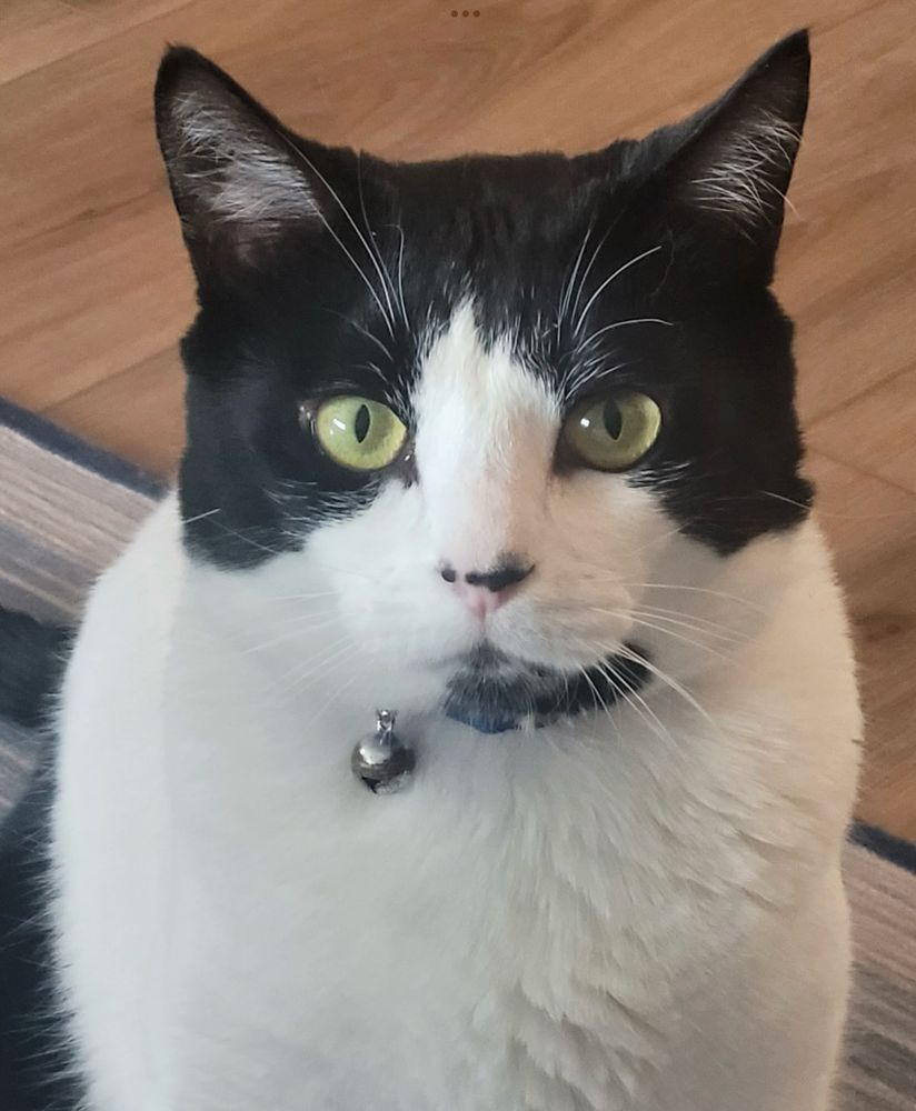 Male tuxedo cat facing the camera whilst sitting on the floor