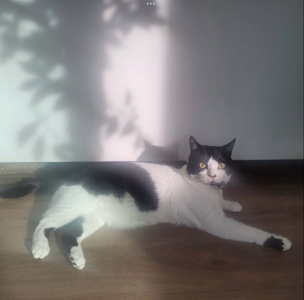 Male black and white cat on the floor next to a shadow of a tree on the wall 