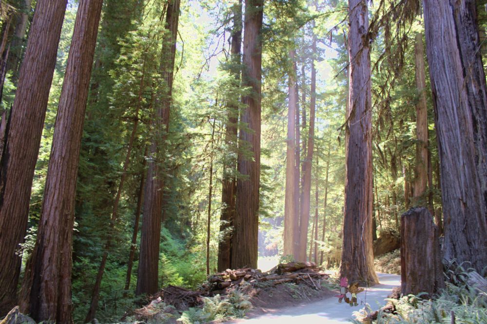 Fir and Lumi walk through the redwoods, northern California near the Oregon border and coast!