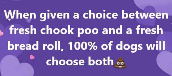 When given a choice between fresh chook poo and a fresh bread roll, 100% of dogs will choose both (poo emoji)
