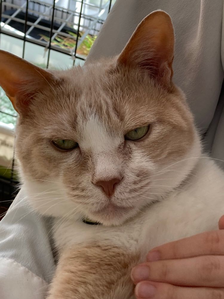 Closeup of pale ginger and white shorthair cat looking sleepy. 