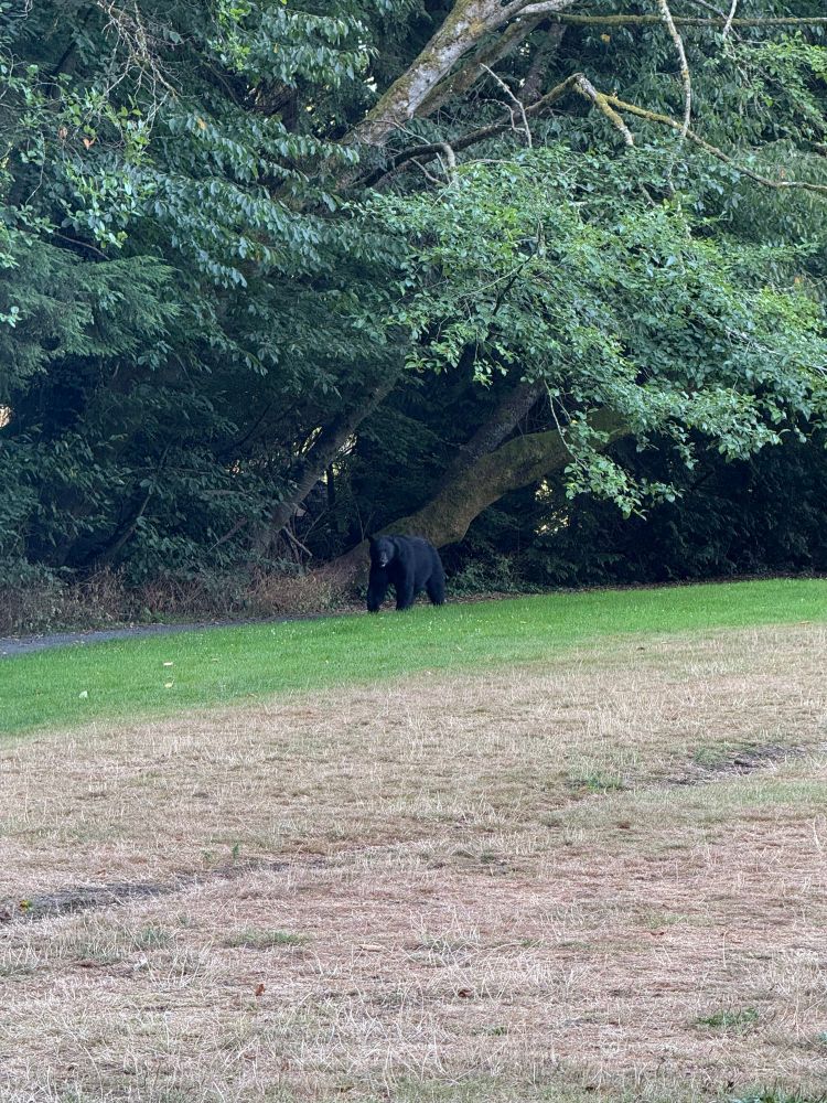 A black bear near the tree line in a suburban park. 