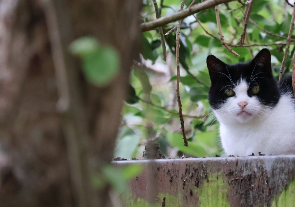 a black and white cat with piercing green eyes sat on a ledge between trees 