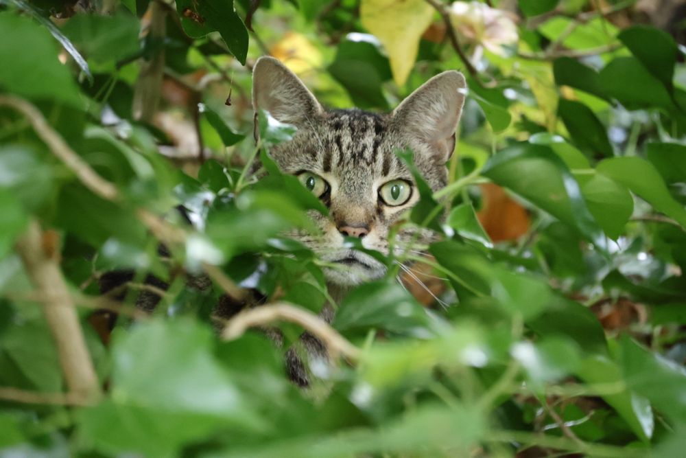a striped grey and black cat with bold bright green eyes staring through bundles of ivy directly into the camera lens