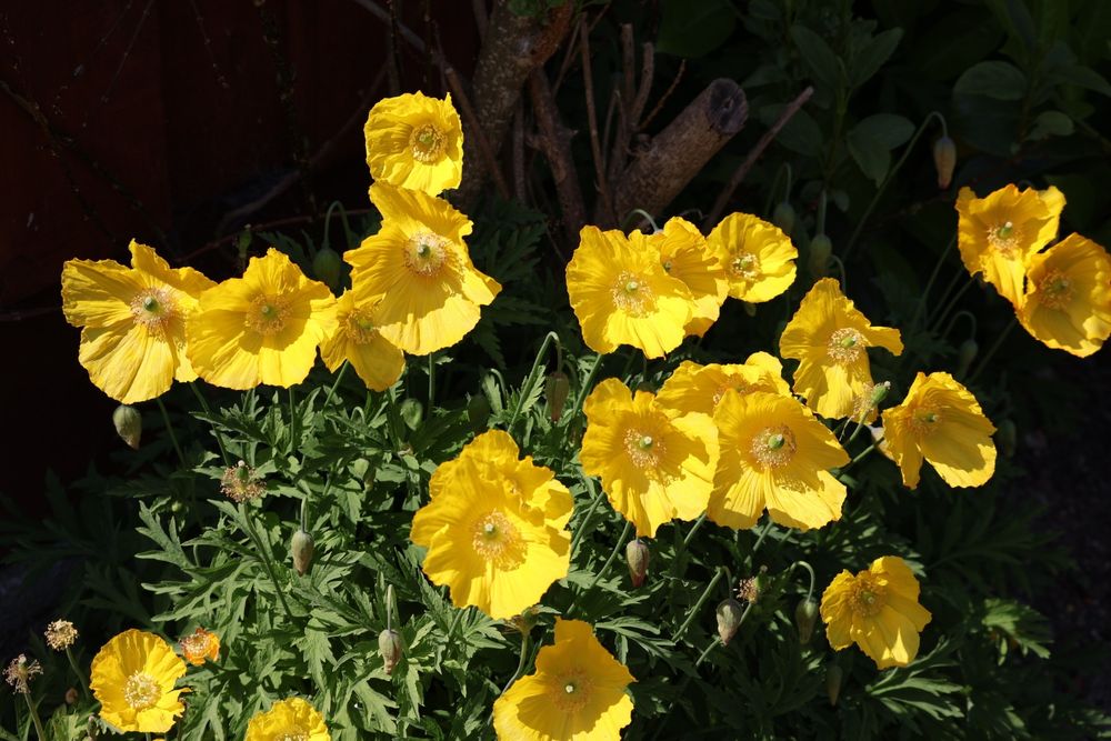 a group of bright yellow poppies growing together under the sunshine 