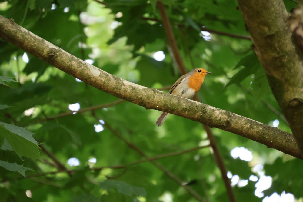 a small robin sat on a branch in front of rich green leaves 