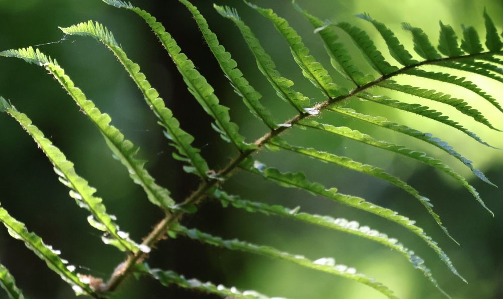 a dark green fearn leaf with elements of sunshine shining onto it with a blurred woodland background