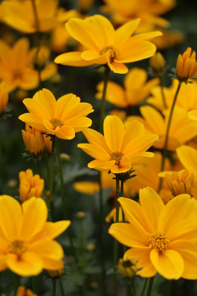 bright yellow flowers popping out amongst green leafy details 